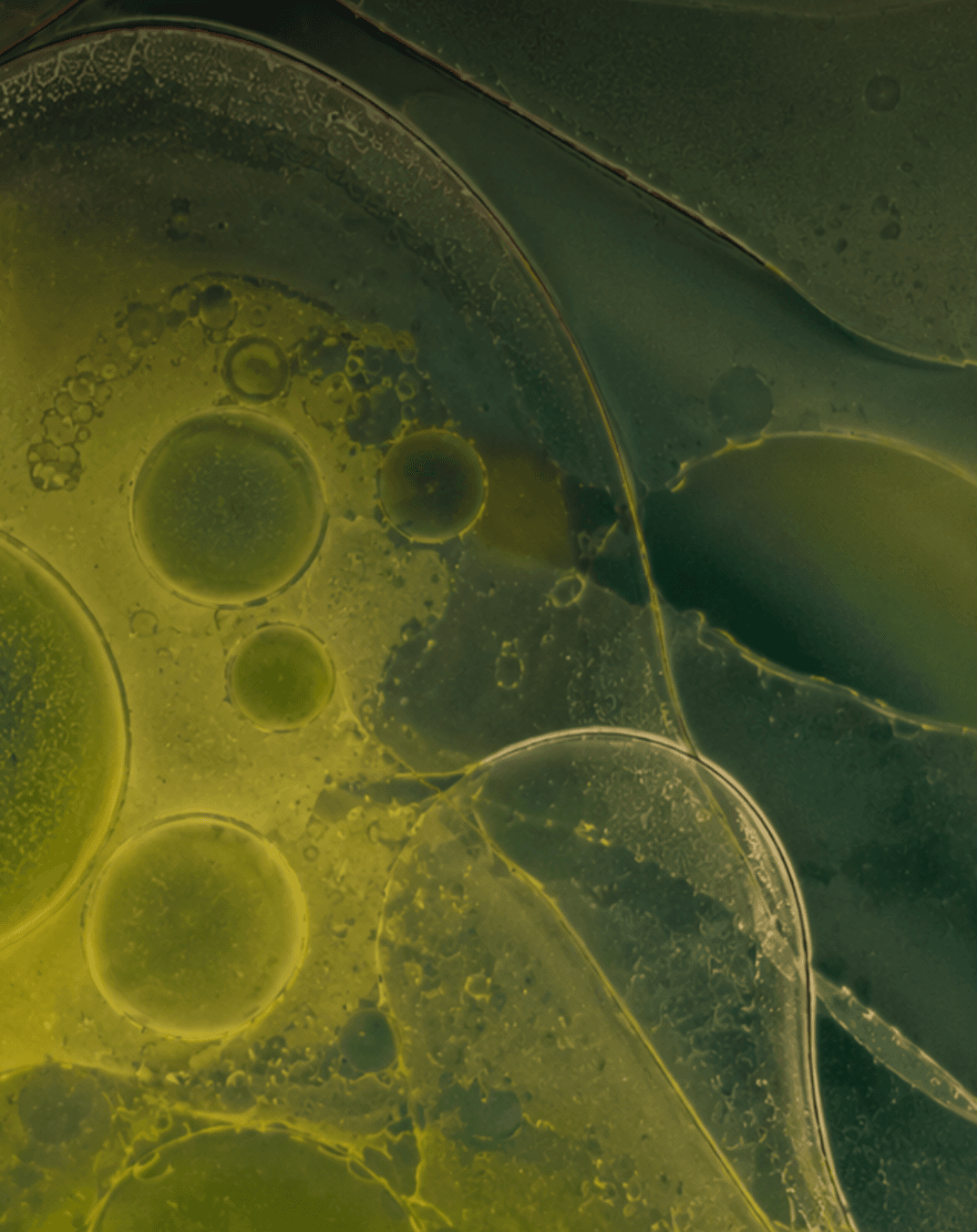 What is Prevotella? 